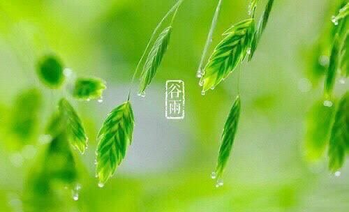 #days💧今日谷雨谷雨是“雨生百谷”的意思，此时降水明显增加，田中的秧苗初插、作物新种，最需要雨水的滋润，正所谓“春雨贵如油”